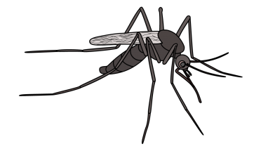Mosquito Flies Management