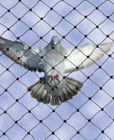 bird-netting-services.jpg